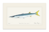 California Barracuda Print