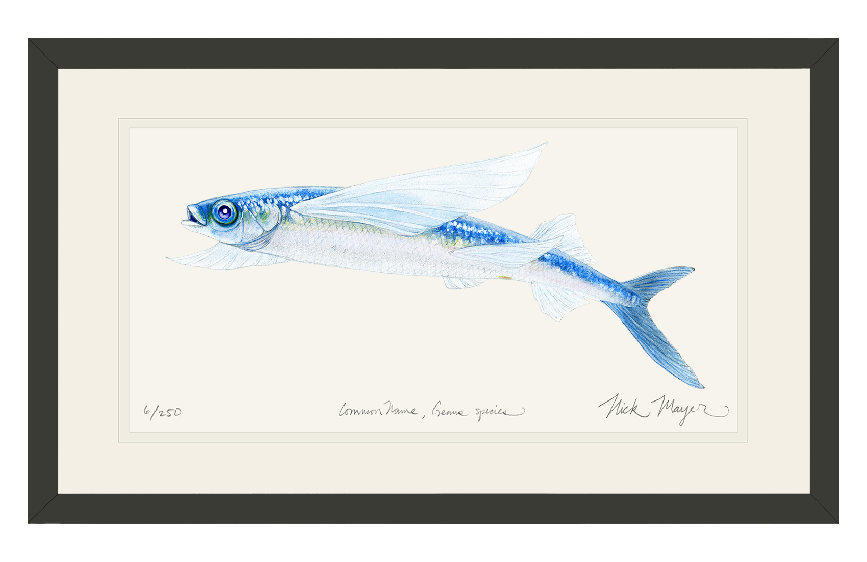 California Flying Fish Limited Edition Print