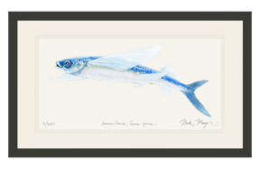 California Flying Fish Print