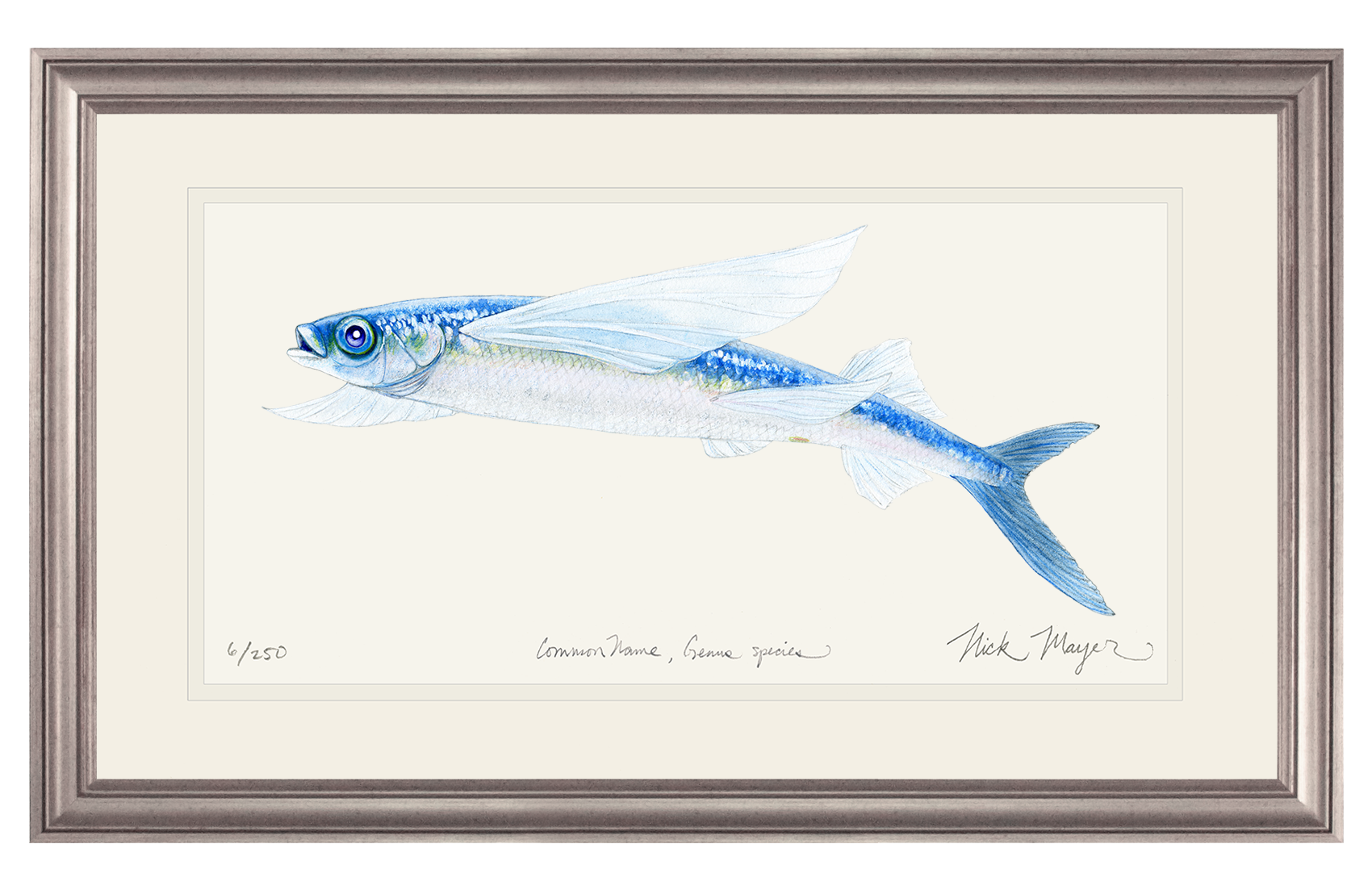 California Flying Fish Limited Edition Print