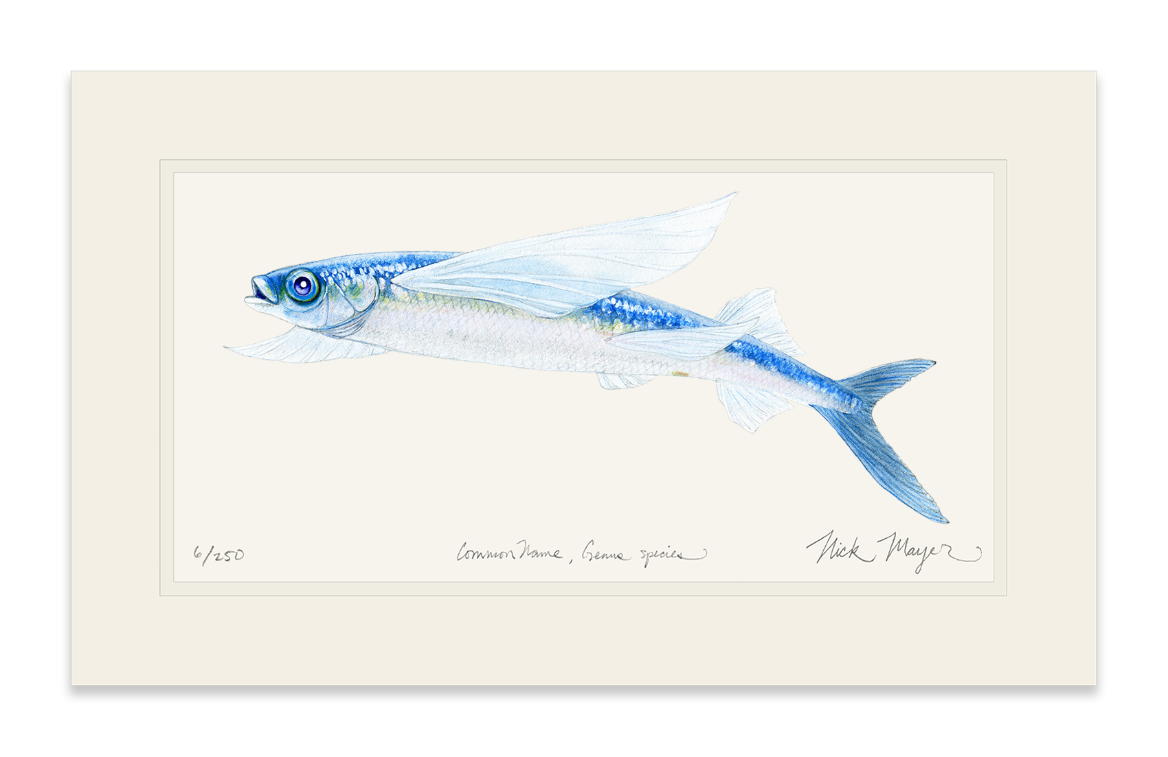 California Flying Fish Limited Edition Print