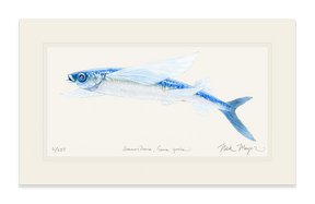 California Flying Fish Print