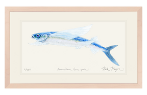 California Flying Fish Print