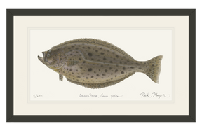 California Halibut Print