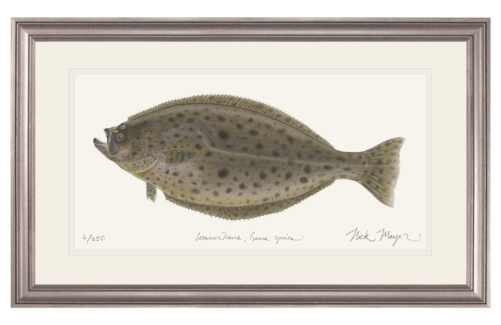 California Halibut Limited Edition Print