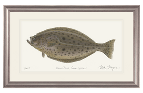 California Halibut Print