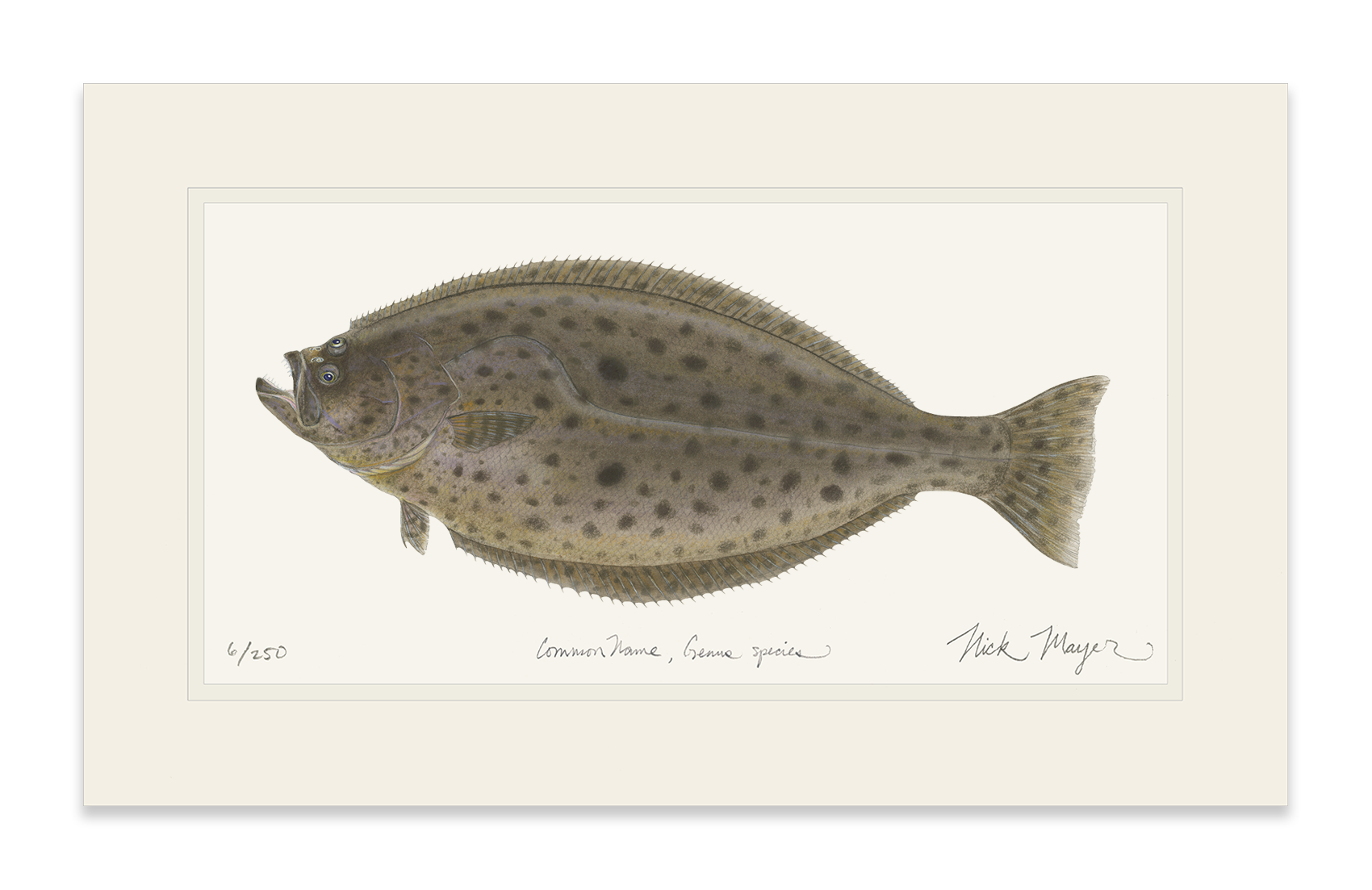 California Halibut Limited Edition Print