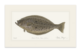 California Halibut Print