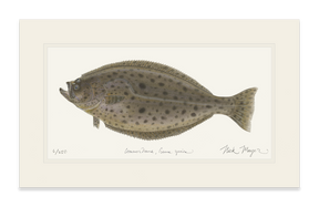 California Halibut Print