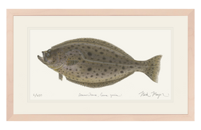 California Halibut Print