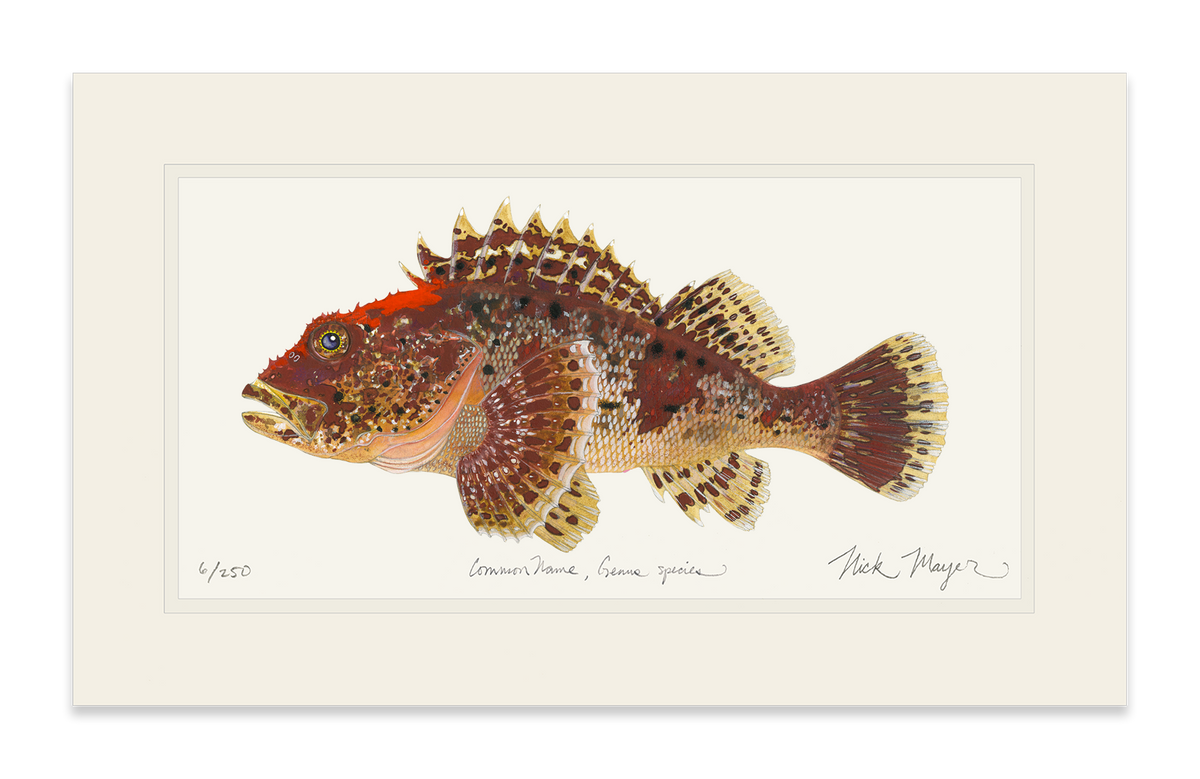 Scorpionfish Print