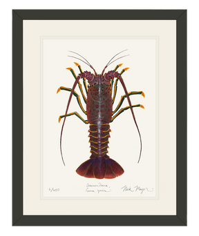 Spiny Lobster I Print