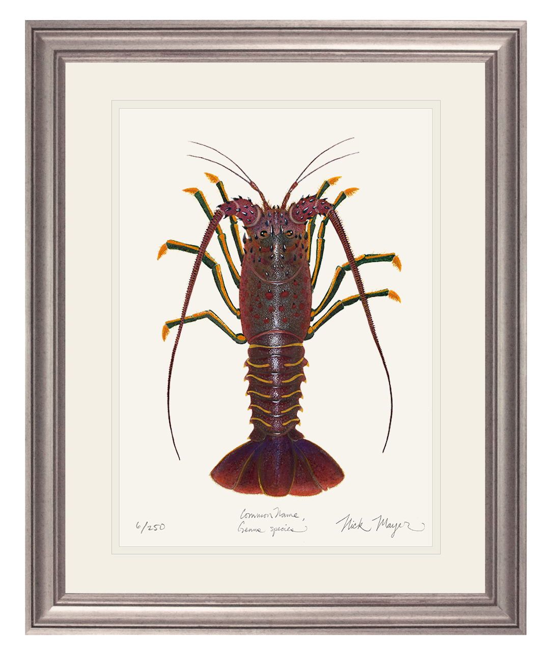 Spiny Lobster I Limited Edition Print