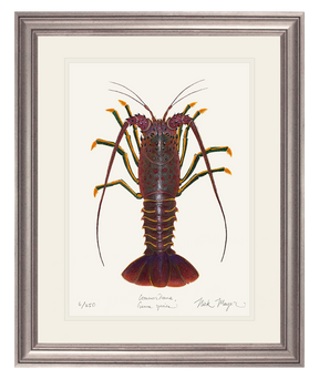 Spiny Lobster I Print