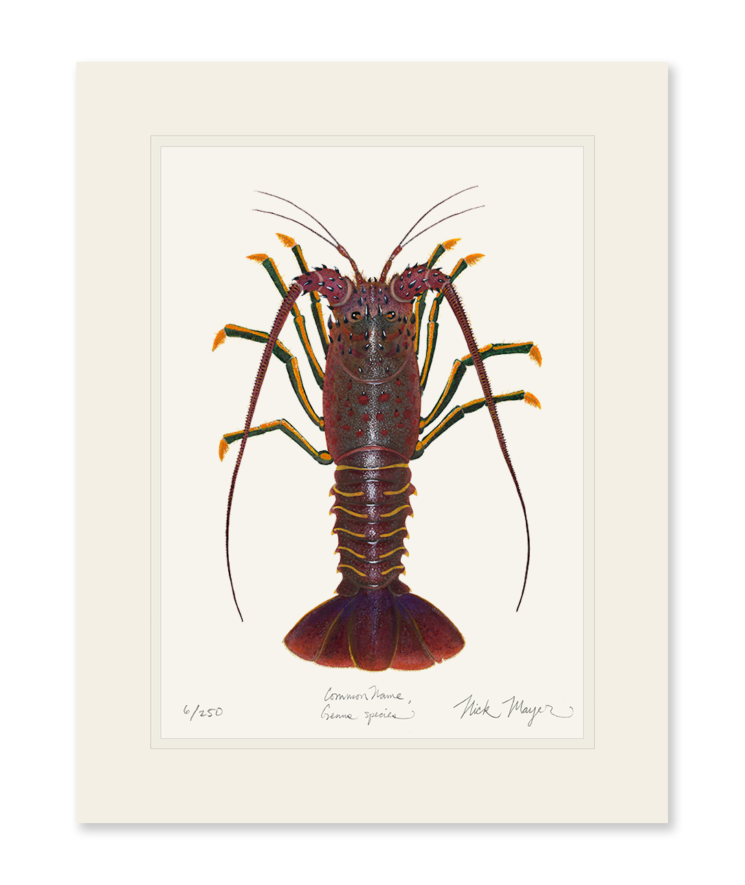 Spiny Lobster I Limited Edition Print