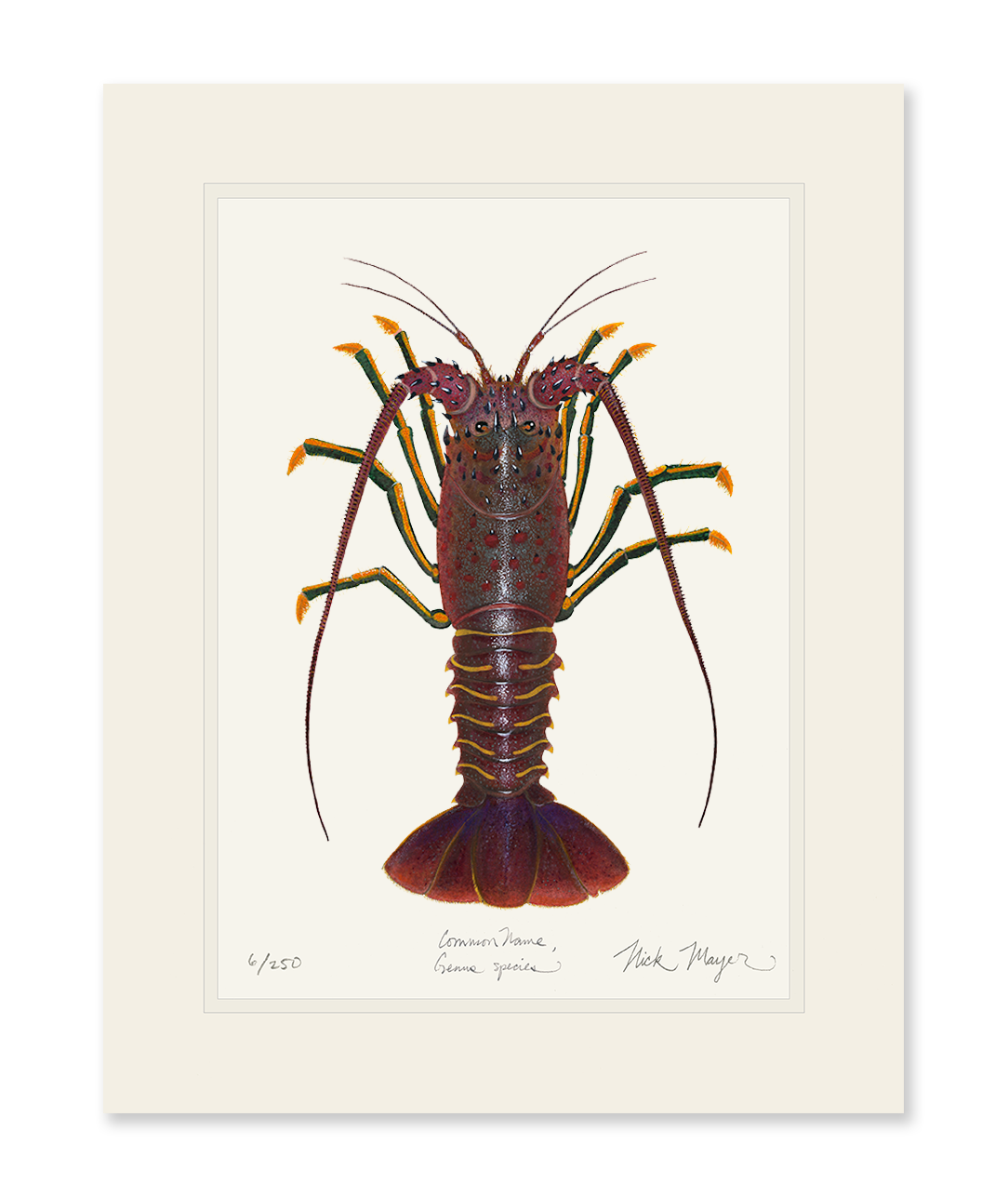 Spiny Lobster I Print