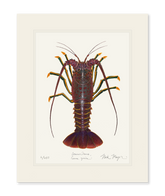 Spiny Lobster I Print