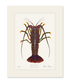 Spiny Lobster I Print