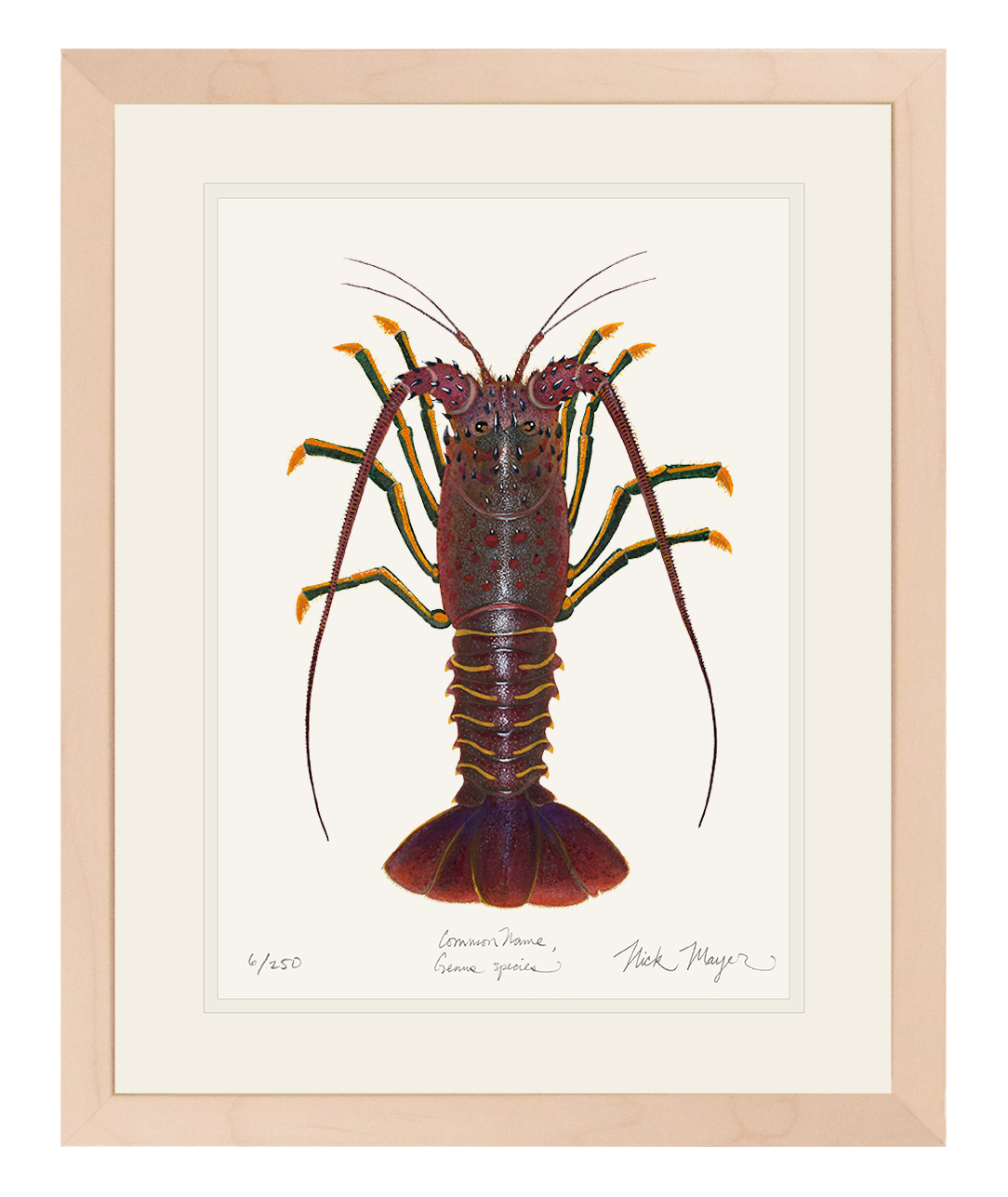 Spiny Lobster I Limited Edition Print