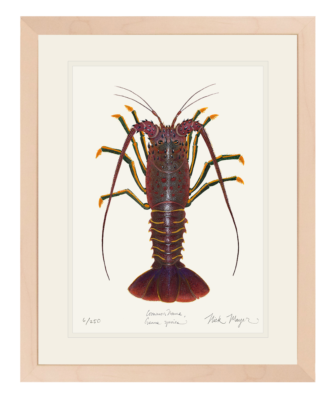 Spiny Lobster I Print