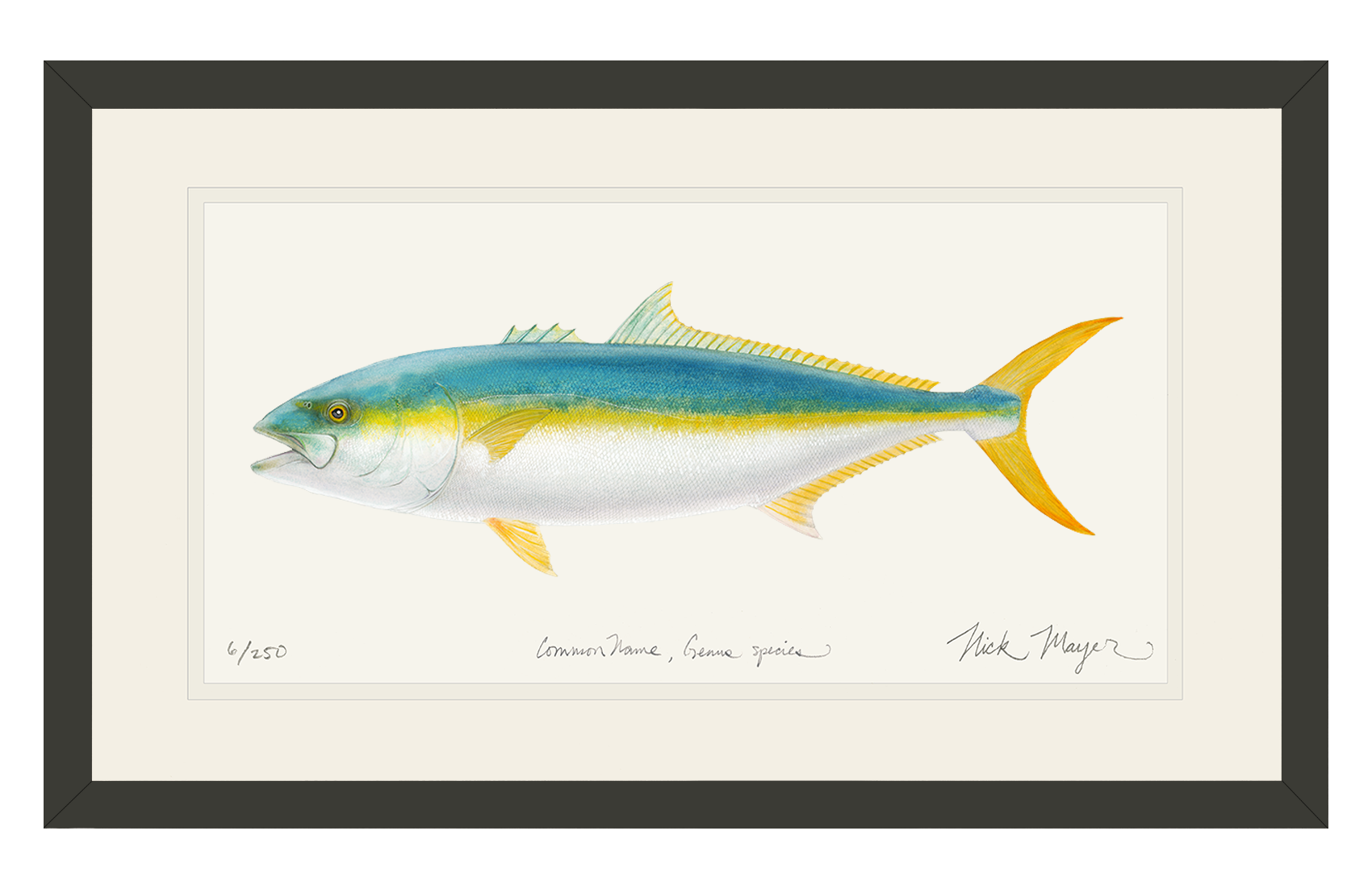 California Yellowtail II Limited Edition Print