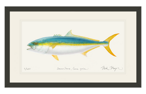 California Yellowtail II Print