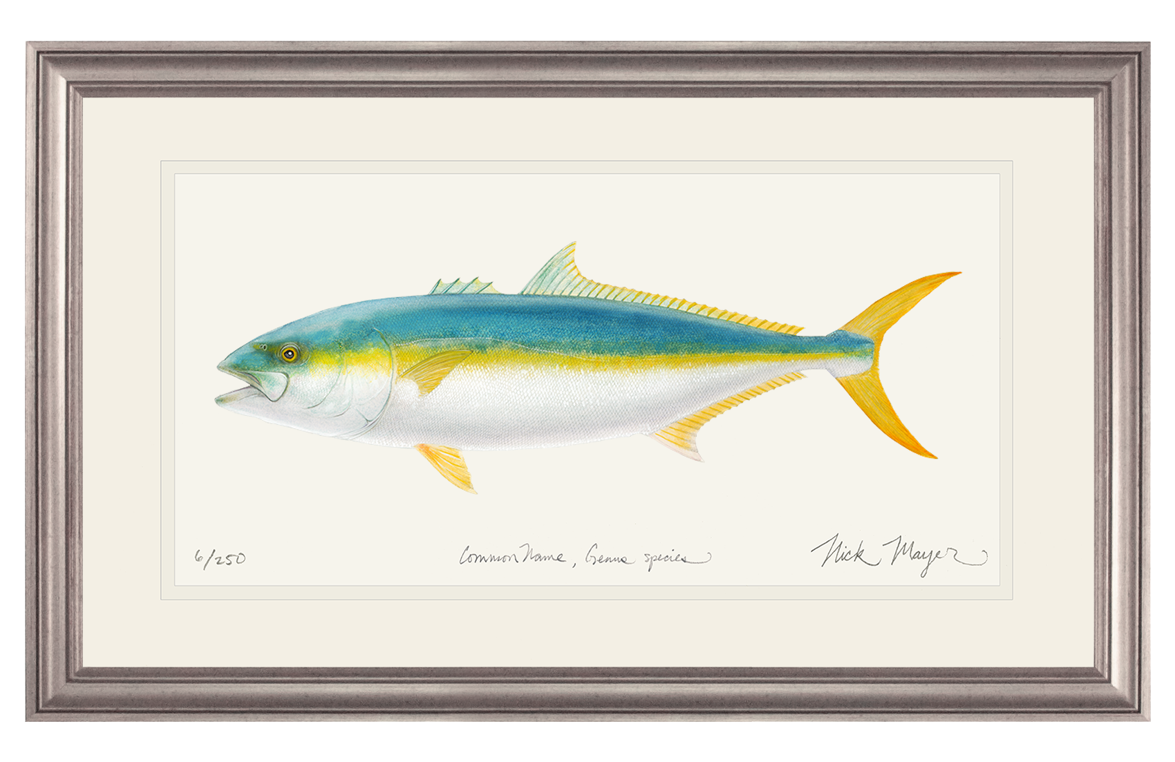 California Yellowtail II Limited Edition Print