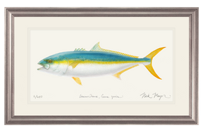 California Yellowtail II Print