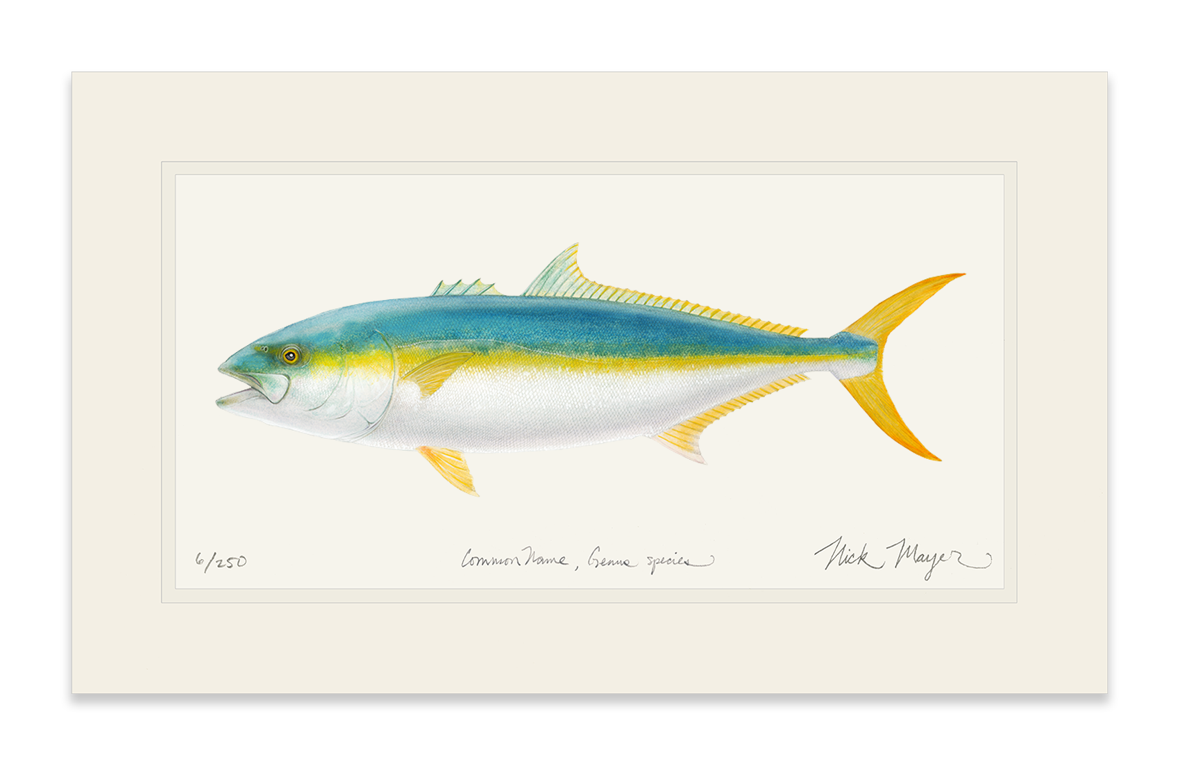 California Yellowtail II Limited Edition Print