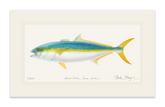 California Yellowtail II Print