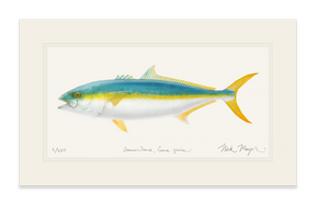California Yellowtail II Print