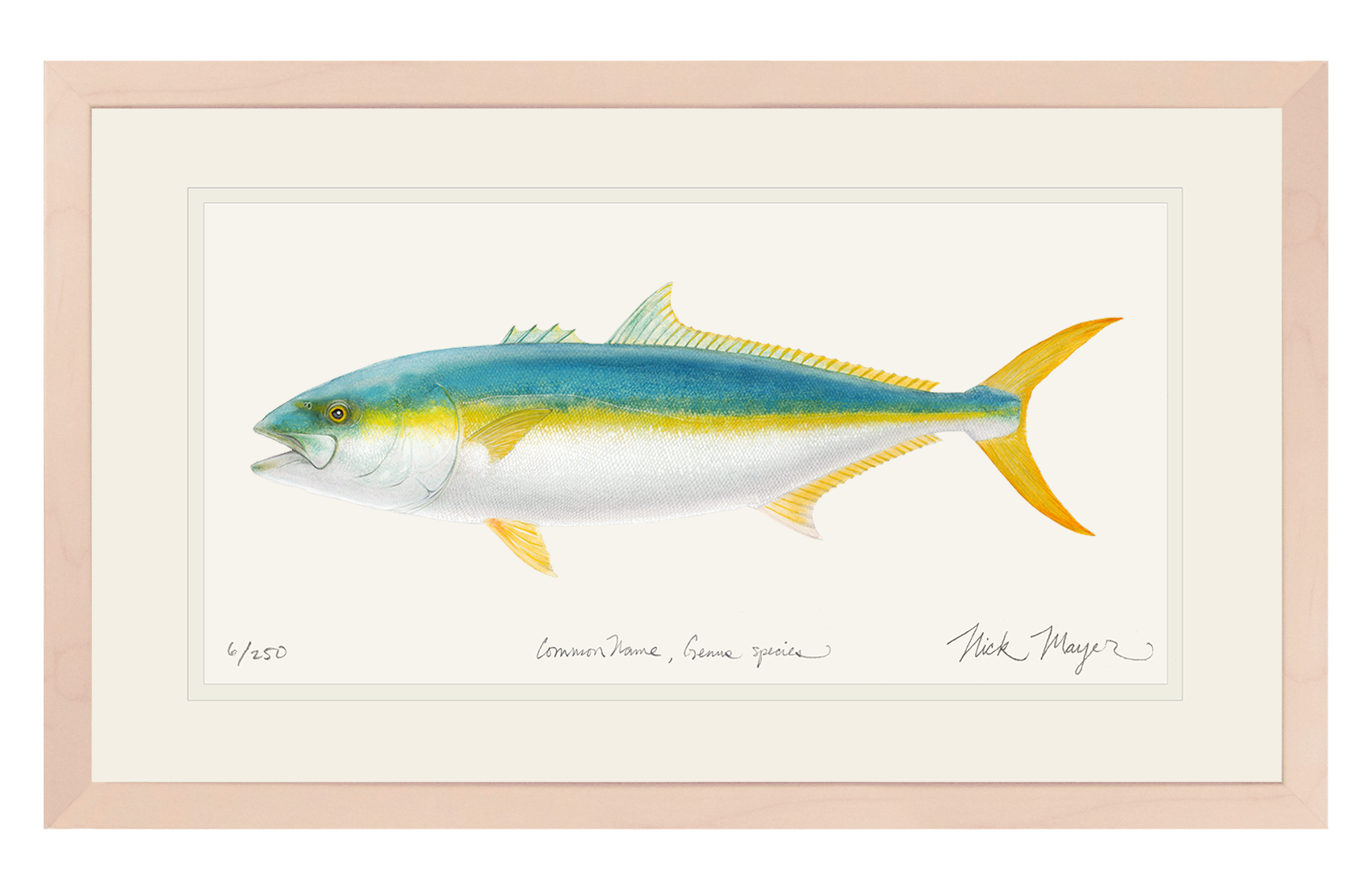 California Yellowtail II Limited Edition Print