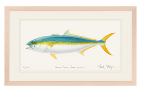 California Yellowtail II Print
