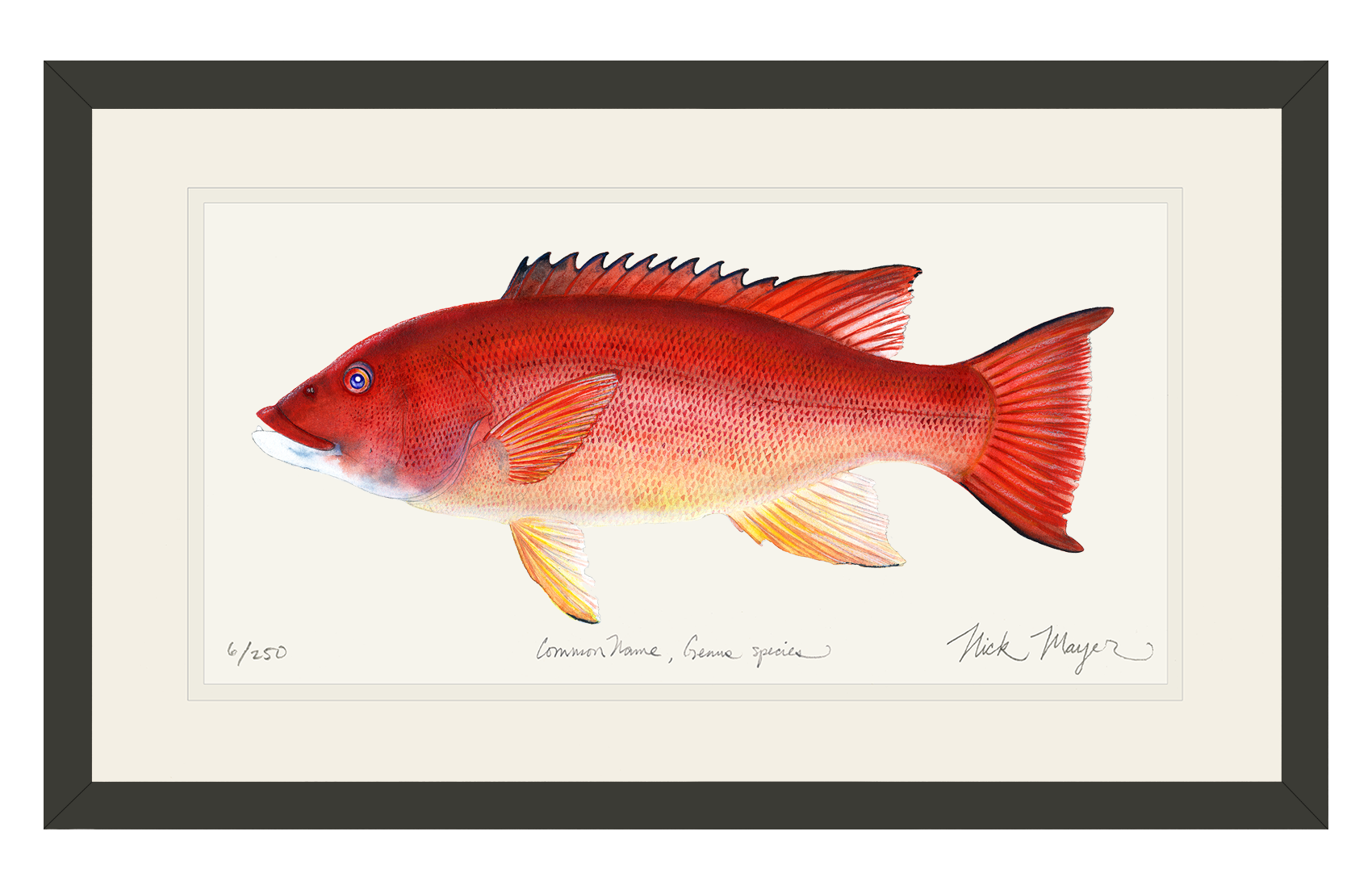 Female California Sheephead Limited Edition Print