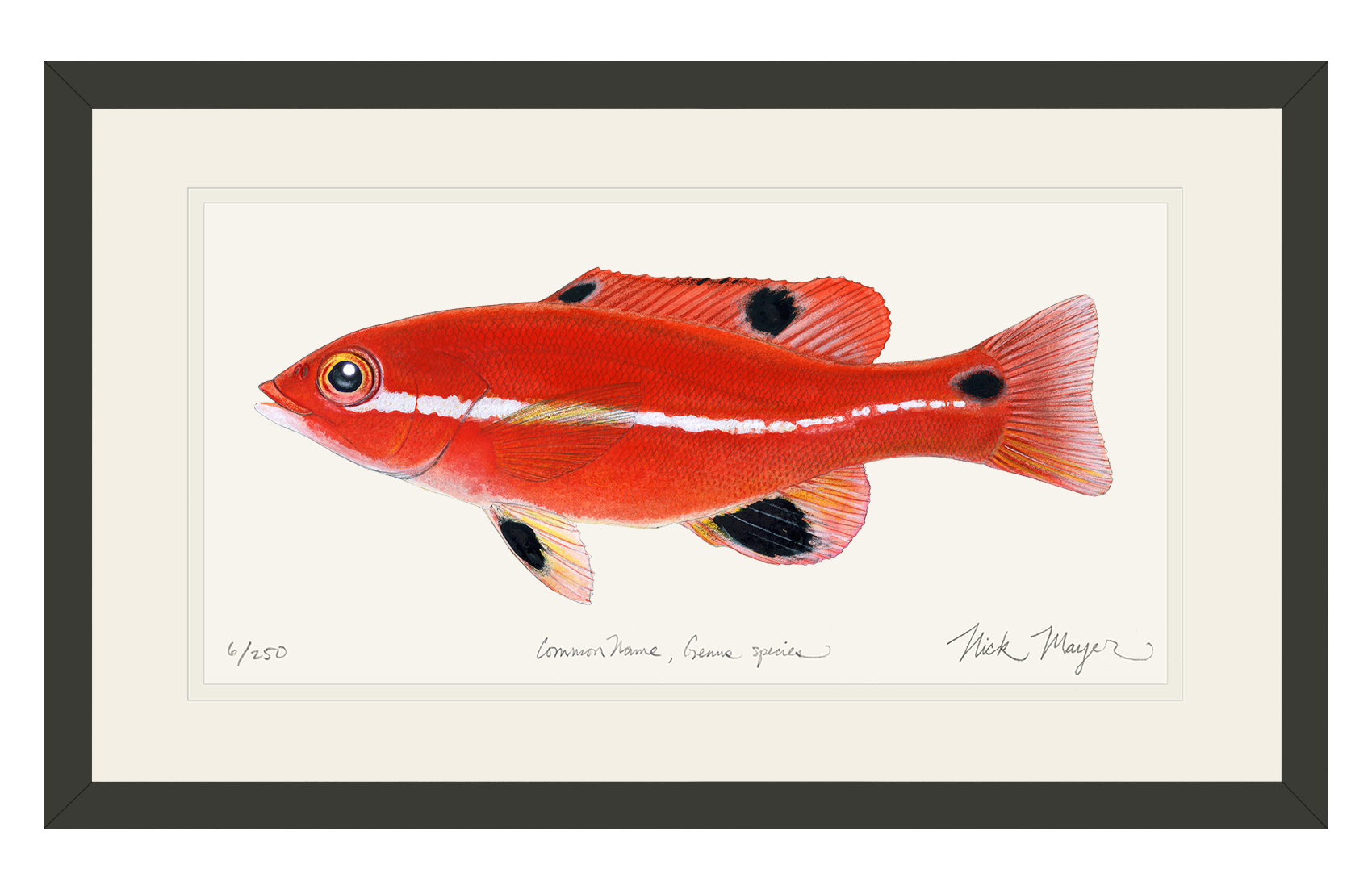 Juvenile California Sheephead Limited Edition Print