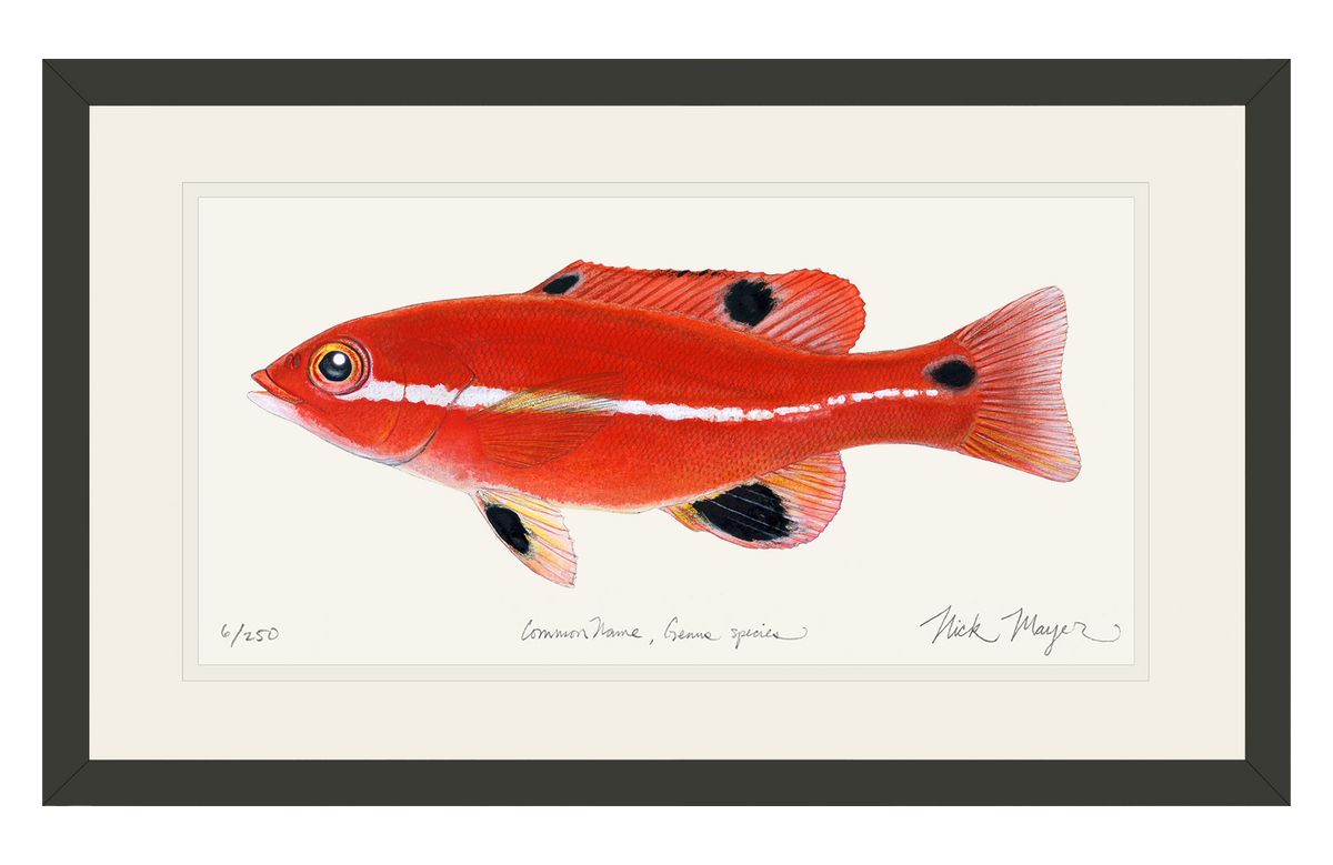 Juvenile California Sheephead Print