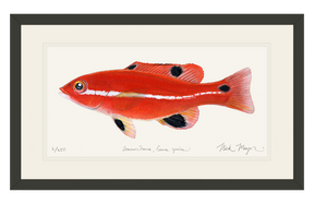 Juvenile California Sheephead Print
