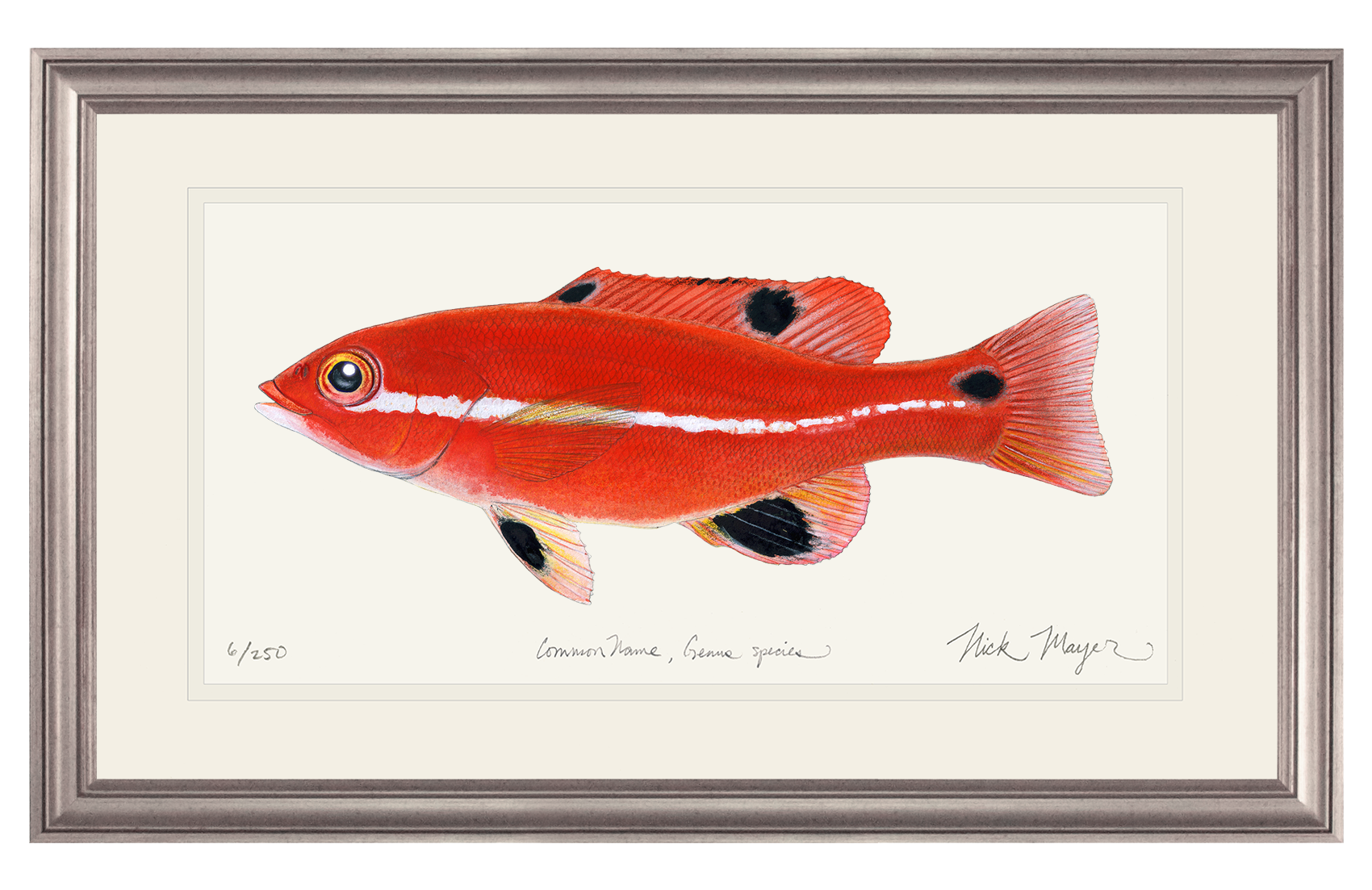 Juvenile California Sheephead Limited Edition Print