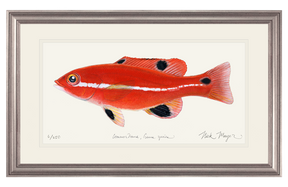Juvenile California Sheephead Print