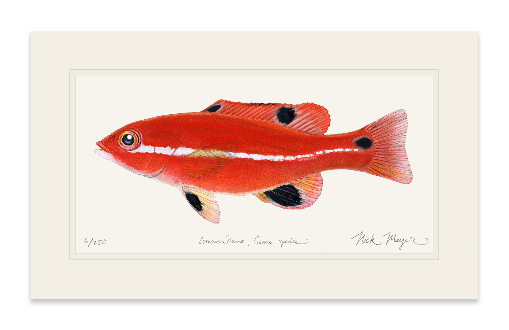 Juvenile California Sheephead Limited Edition Print