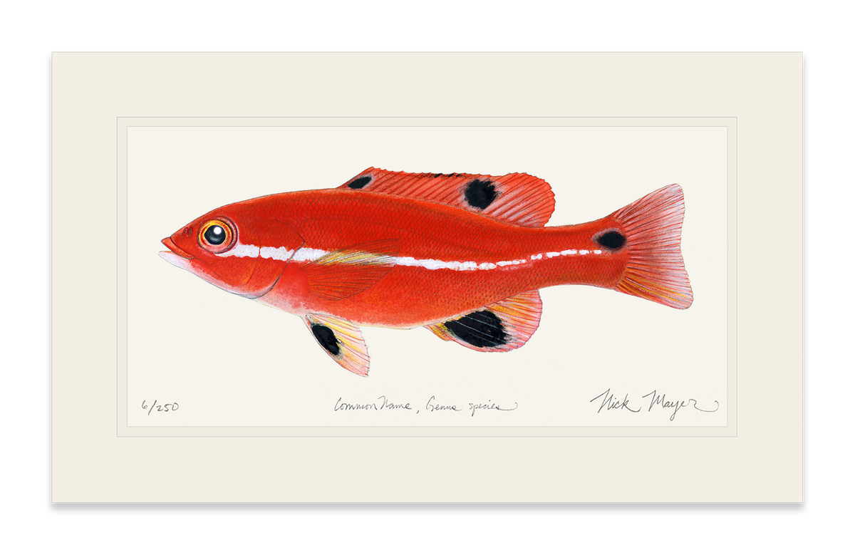 Juvenile California Sheephead Print