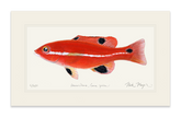 Juvenile California Sheephead Print