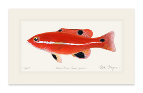 Juvenile California Sheephead Print