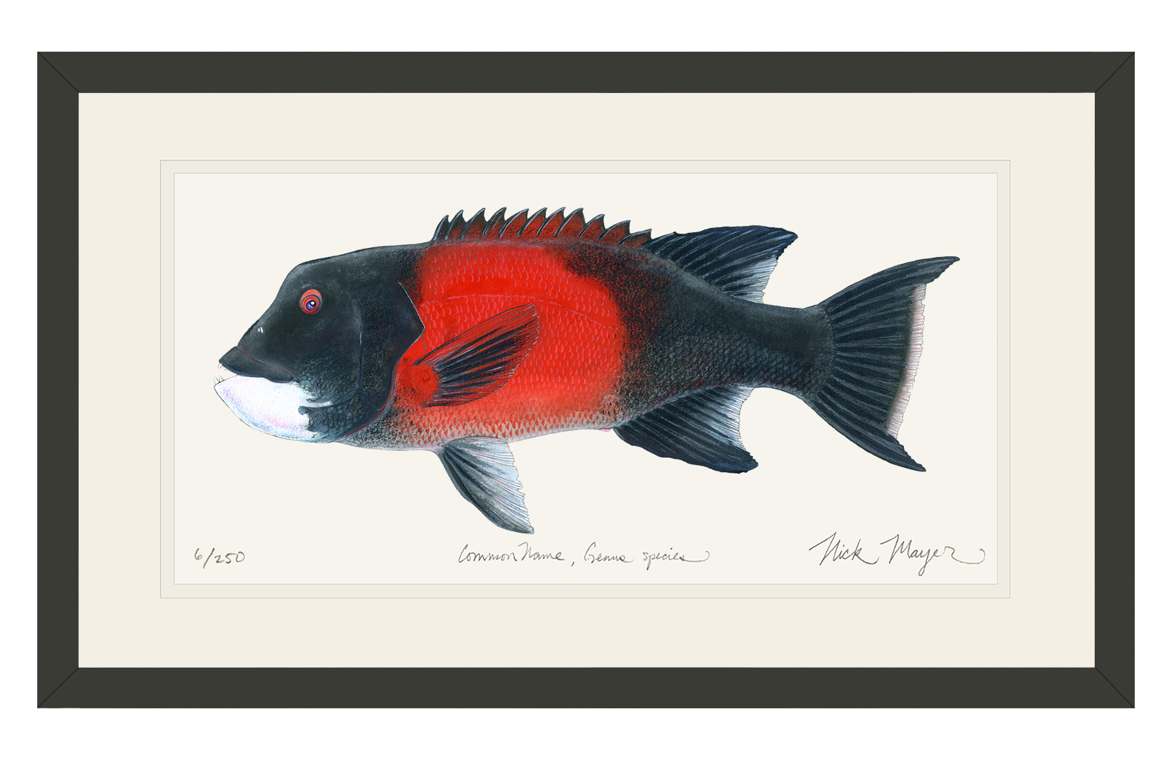 Bull California Sheephead I Limited Edition Print