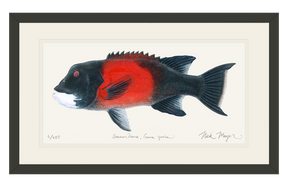 Bull California Sheephead I Print