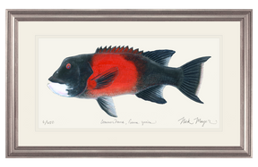 Bull California Sheephead I Print