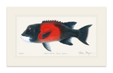 Bull California Sheephead I Print