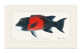 Bull California Sheephead I Print