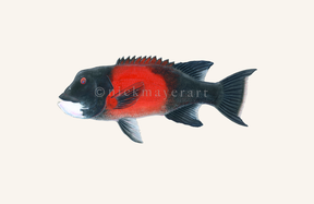 watermark