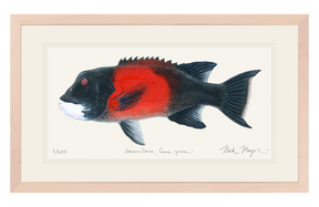 Bull California Sheephead I Print